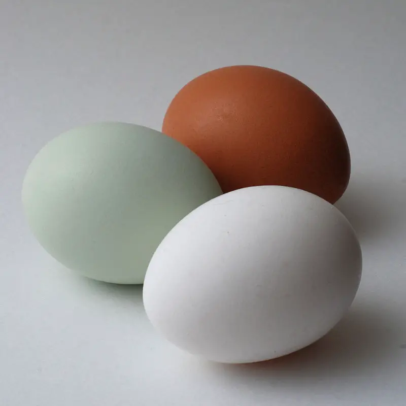 Araucana Egg