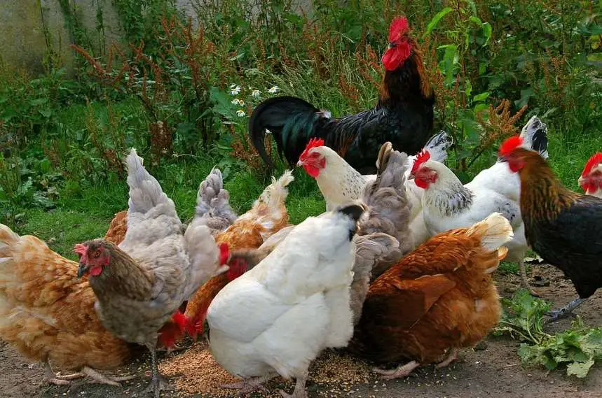 Are Chickens Omnivores, Carnivores, or Herbivores (1)