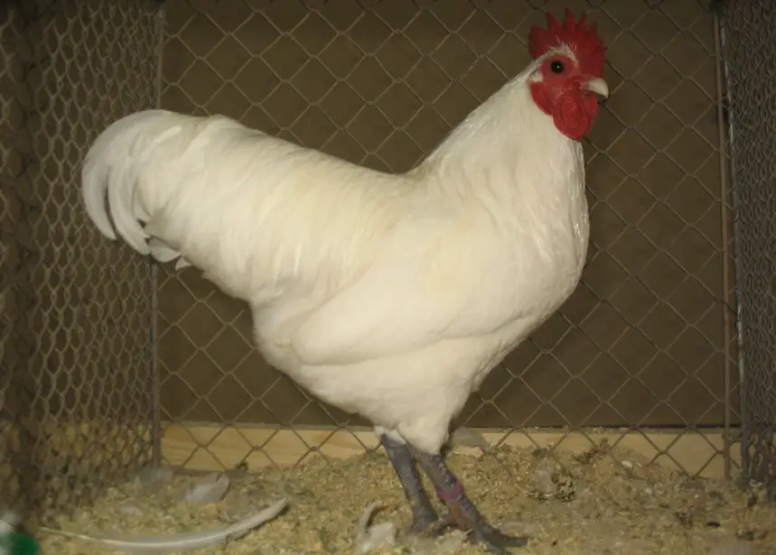 Australorp rooster chicken