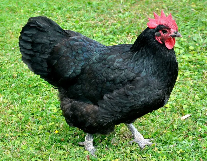 Australorp Chicken Hen Black