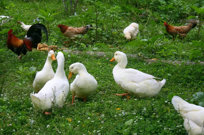 Can Chickens And Ducks Live Together