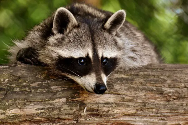 Do Raccoons Eat Chickens