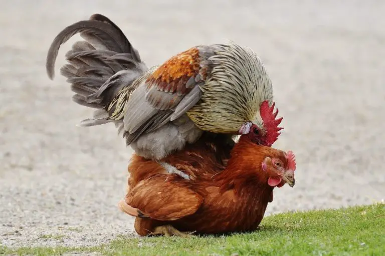 How Do Chickens Mate And Reproduce Facts You Didnt Know 