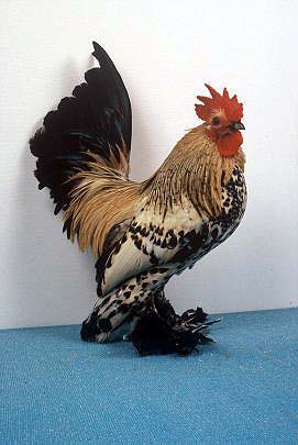 chickens with feathered legs