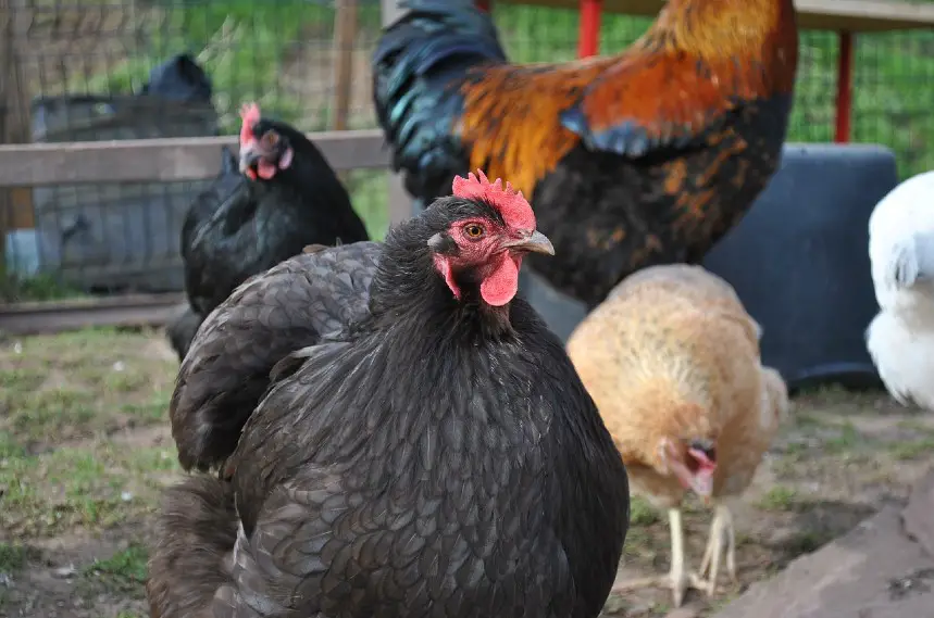 Orpington hen - cold hardy chicken breed