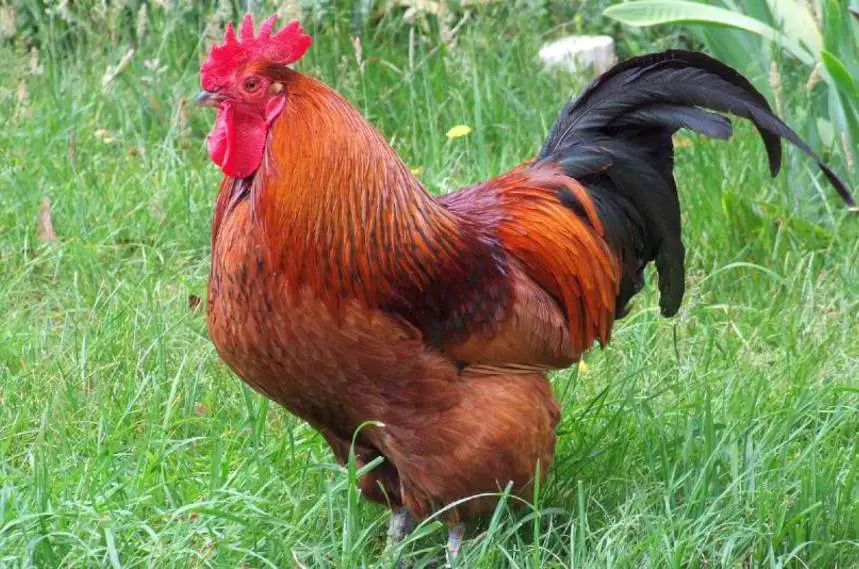 Rhode Island Red chicken