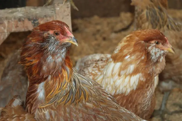 What is Pullet Chicken, What is Hen? - Pullet vs Hen