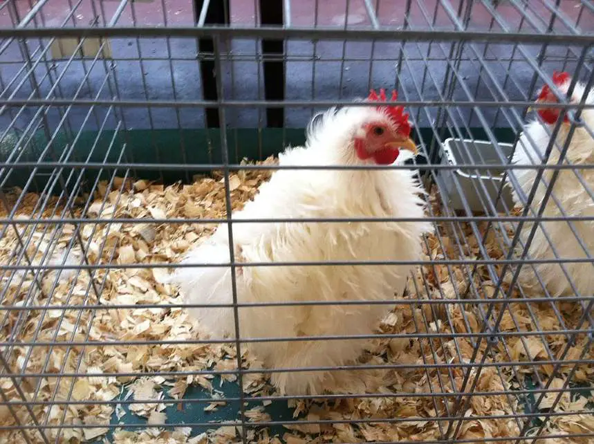 chicken breeds with feathered legs