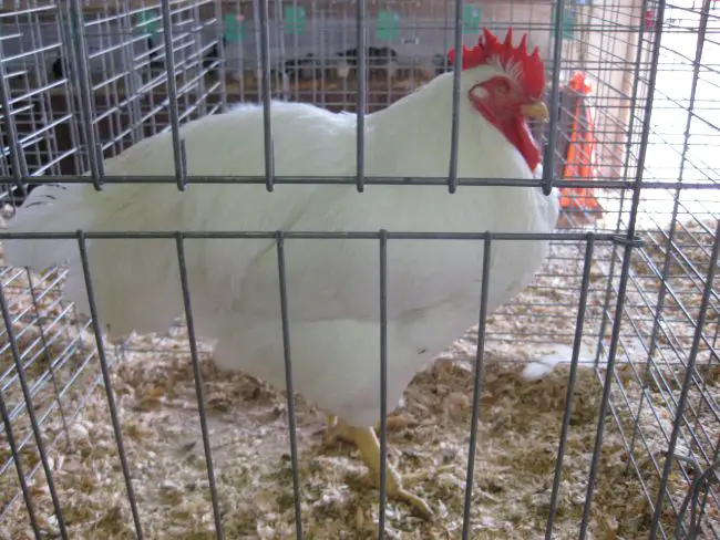White Plymouth Rock chicken rooster