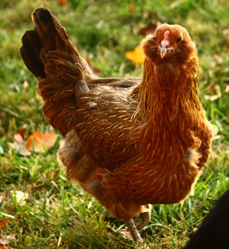 ameraucana chicken vs araucana vs easter egger