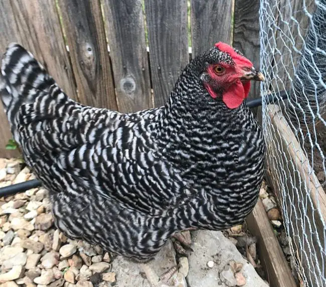 barred plymouth rock chicken for eggs and meat