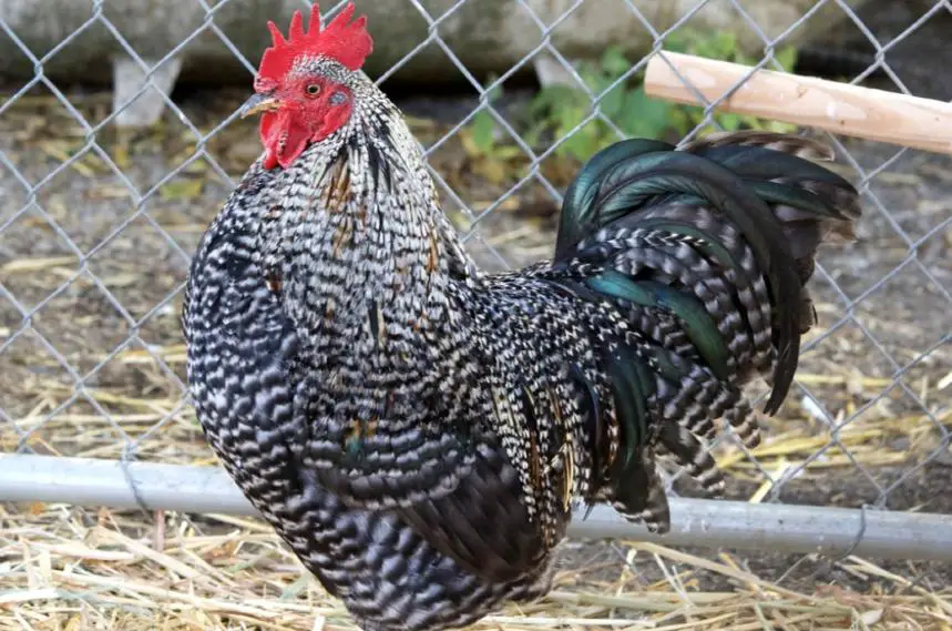 barred plymouth rock rooster