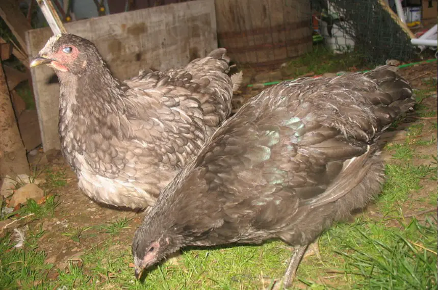 black jersey giant chickens