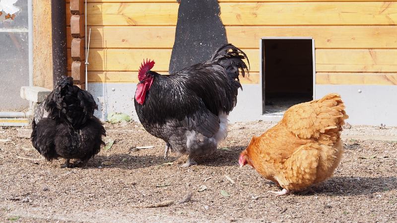 black orpington and buff orpington chickens