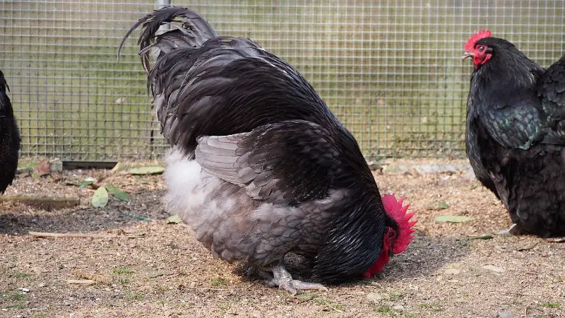 black orpington rooster