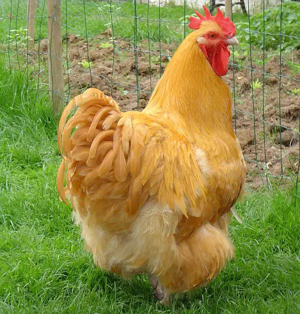 buff orpington chicken