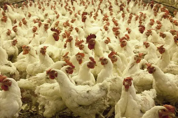Cage-Free Chickens