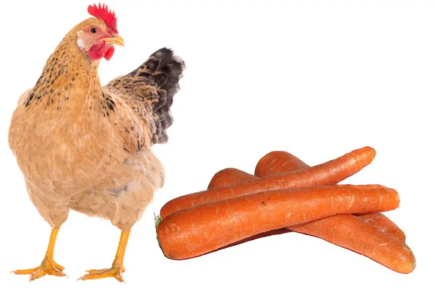 can chickens eat carrots
do chickens eat carrots