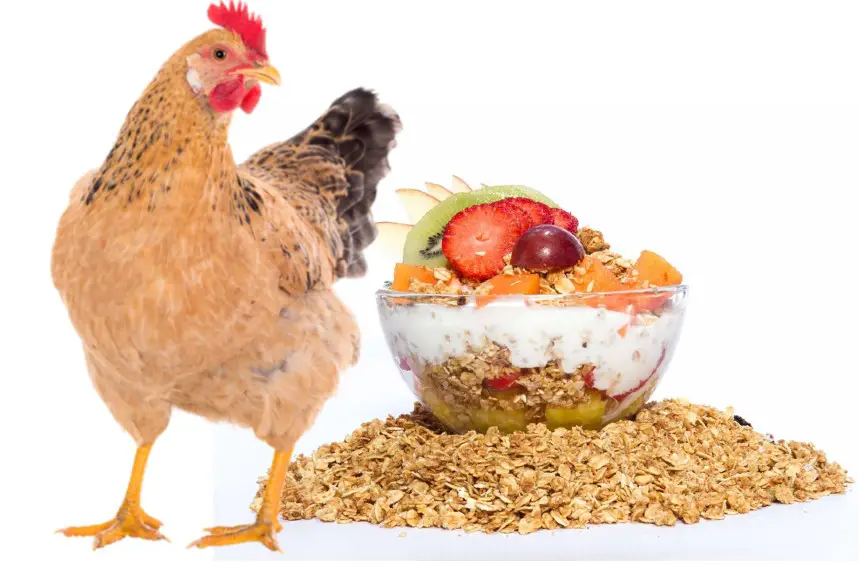 can chickens eat oats