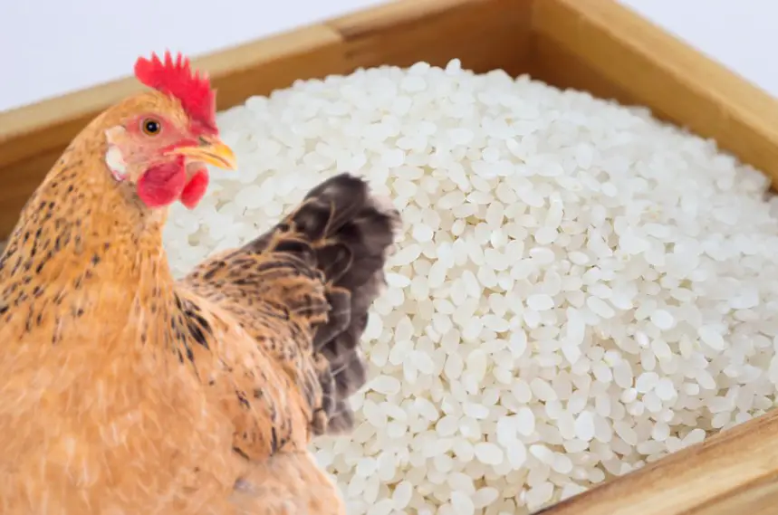 can chickens eat rice