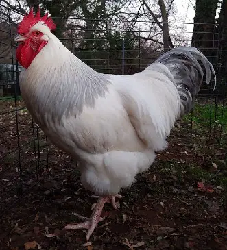 chicken breeds for meat - meat chihckens