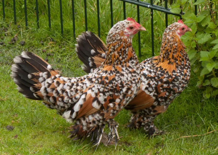 chickens with feathered legs
