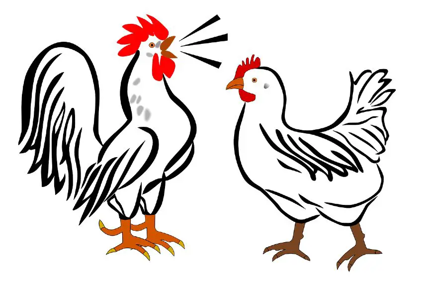 how do chickens mate and reproduce