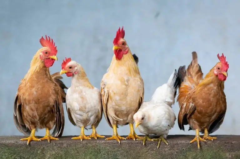 how-much-room-do-chickens-need-the-happy-chicken-coop