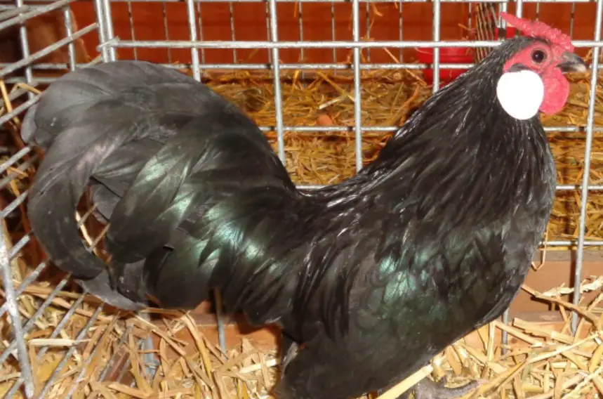 black and mottled java chicken