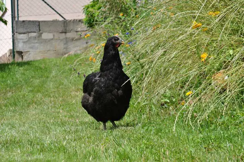 jersey giant chicken -  Cold Hardy Chicken Breeds
