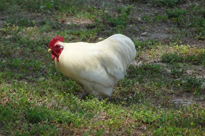 leghorn chicken - rare chicken breed