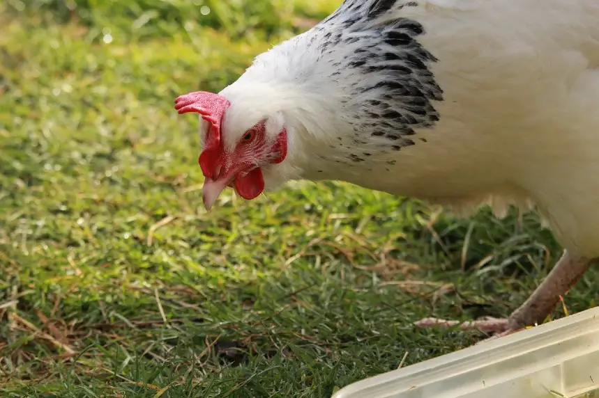 best chickens for eggs and meat