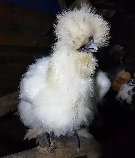 white fluffy chicken