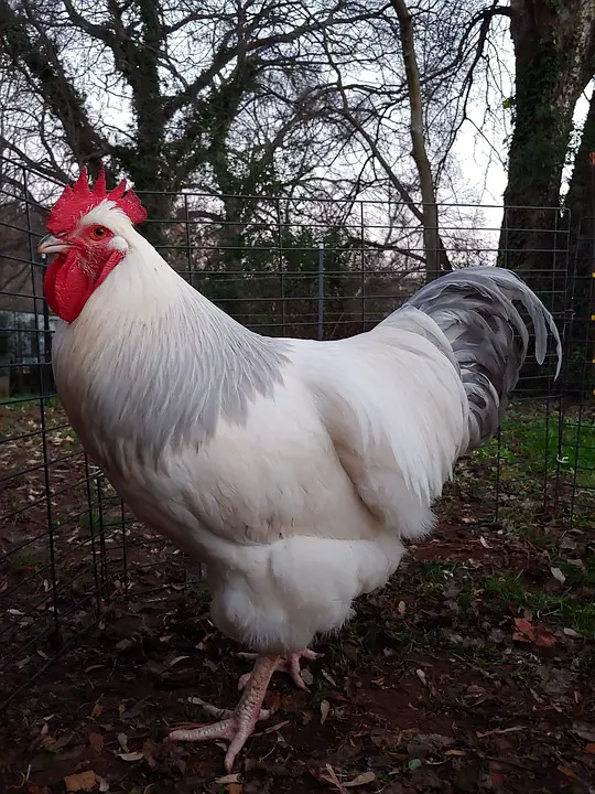 white sussex rooster