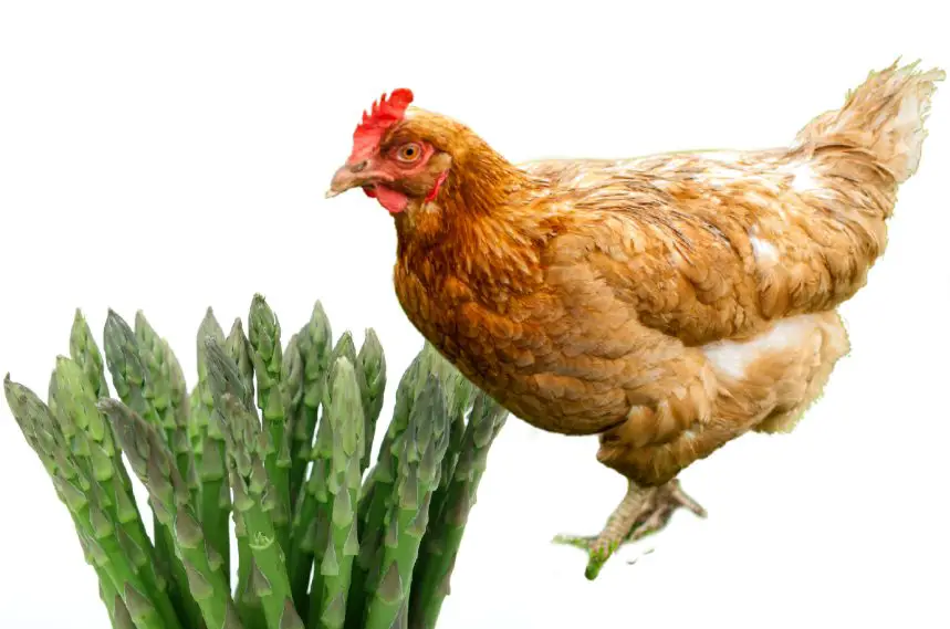 Can Chickens Eat Asparagus