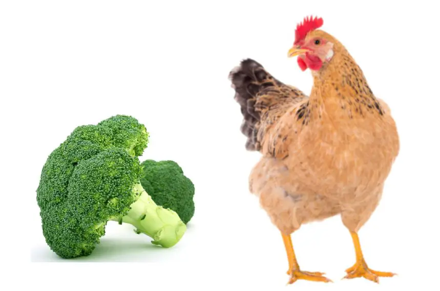 Can Chickens Eat Broccoli
