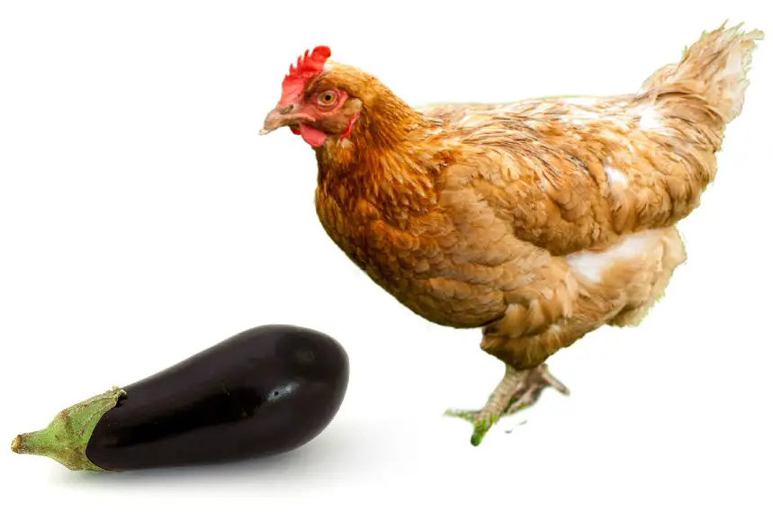 Can Chickens Eat Eggplant?