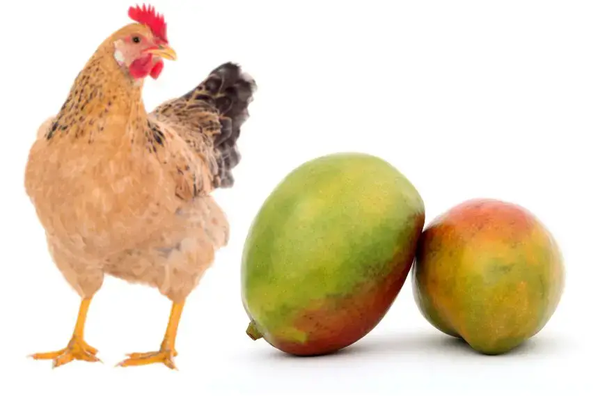 Can Chickens Eat Mango