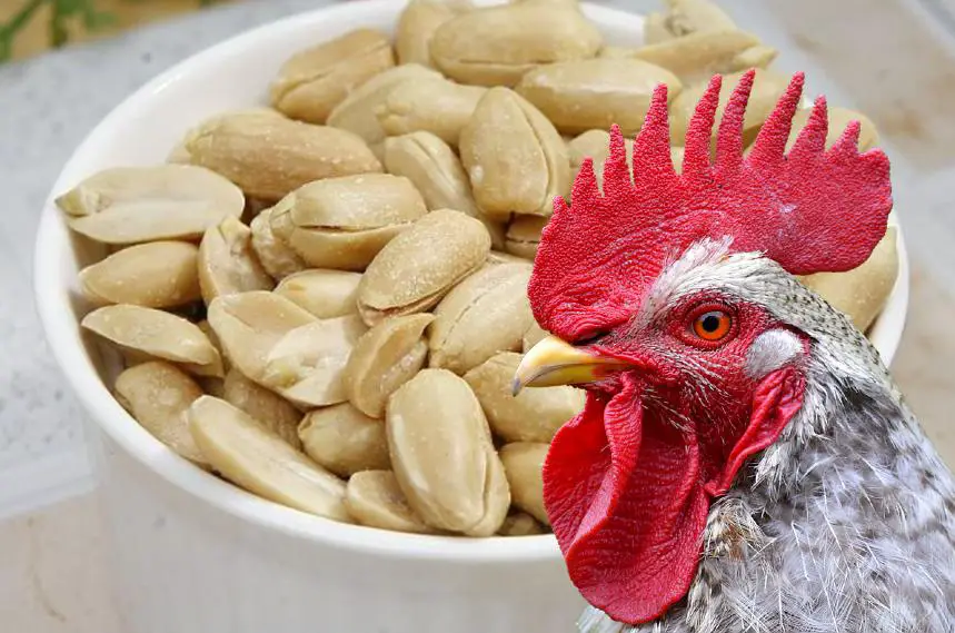 Can Chickens Eat Peanuts