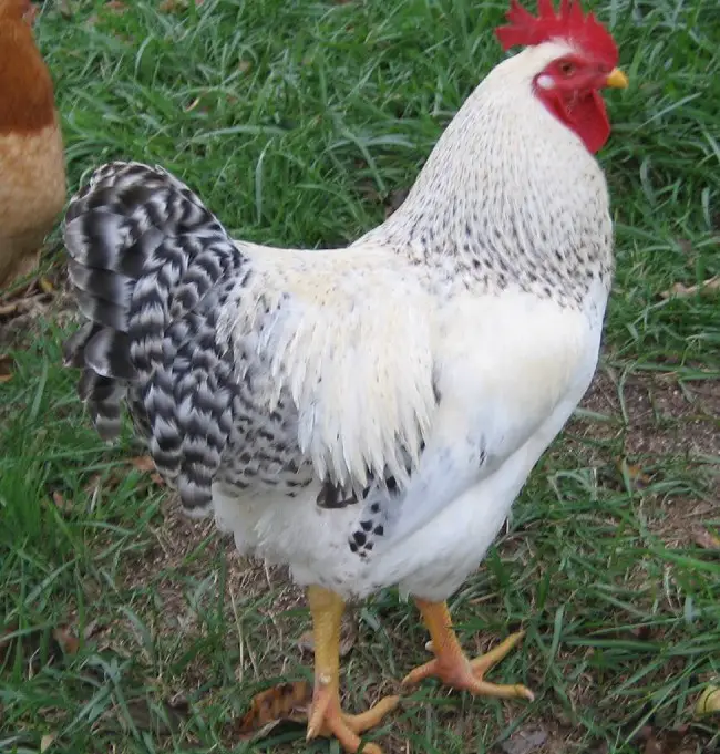 Delaware chickens for sale
