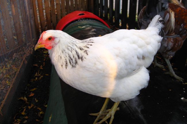 Delaware chicken - breed, eggs, temperament and for sale.