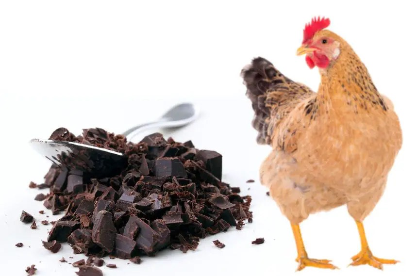 can chickens eat chocolate