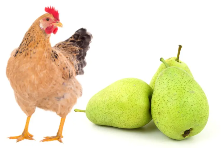 can chickens eat pears