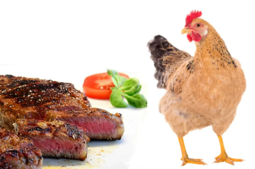 can chickens eat meat and raw meat