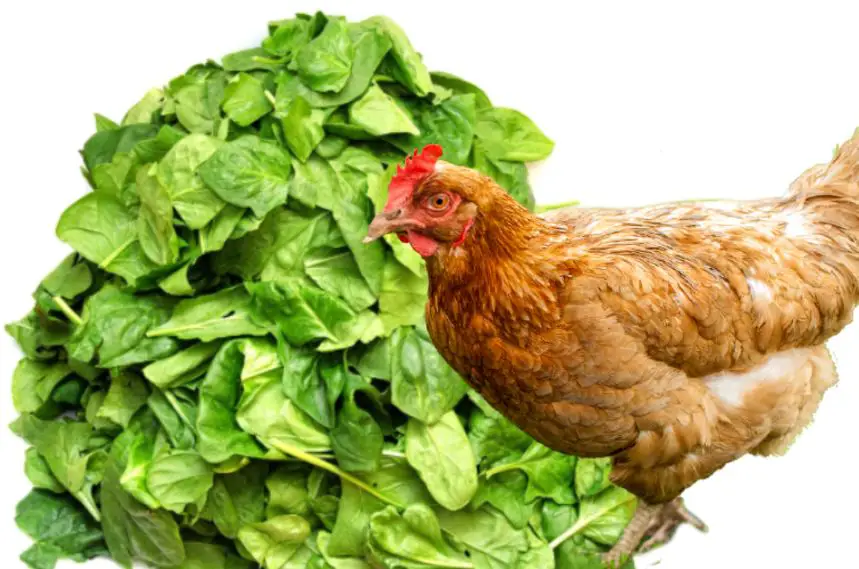 can chickens eat spinach