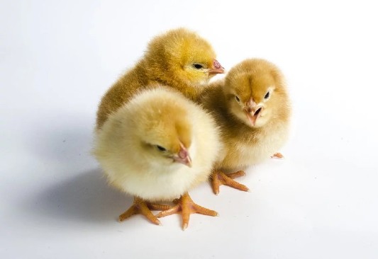 baby chicks need grit