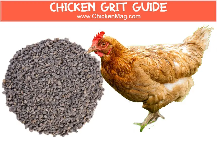 chicken grit