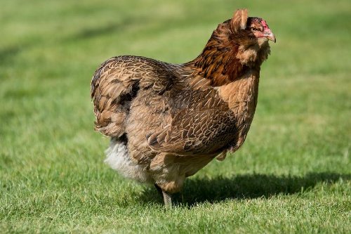 best  Chickens For Eggs
