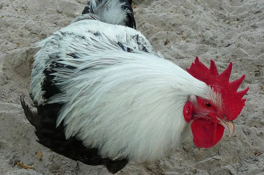 Dorking Chicken Breed Why The Silver Gray Variety Is So Amazing   Dorking Chicken 