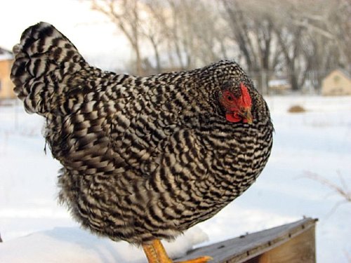 Best Breeds Of Chickens For Eggs